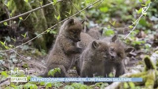 La photographie animalière  une passion salutaire [upl. by Bernita]