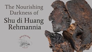 Nourishing Darkness  Shu di Huang Rehmannia  Herb of the Week  Water Element [upl. by Devondra]