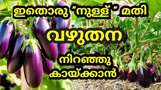 വഴുതന കൃഷി പരാജയമാണോ  കിച്ചനിലെ ഈ രണ്ടു വേസ്റ്റ് മതി  krishi in malayalam  Brinjal Cultivation [upl. by Olivann]