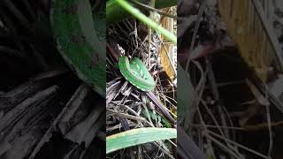 The Philippine Pit Viper Trimeresurus flavomaculatus [upl. by Scrivenor848]