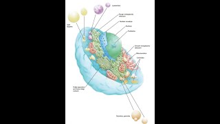 4General Histology Cell cytoplasm IV for dental students [upl. by Tybald435]