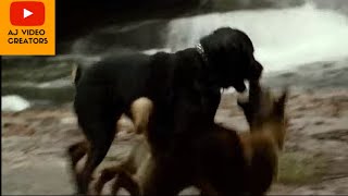 German Shepherd Dog vs Rottweiler Dogs fight [upl. by Chien271]