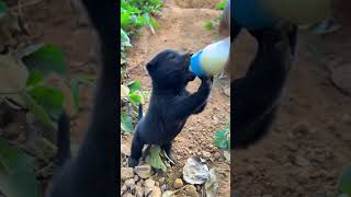 The puppy’s milk is very heavy countryside dog puppy diary The joy of raising a dog [upl. by Jeu764]