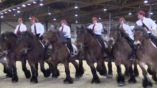 Belgian Draft Horses [upl. by Harhay]