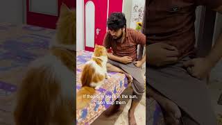 billu ka ek bccha black 🧐love comedy funny viral ytshorts shorts youtube song cutecat like [upl. by Eiveneg]