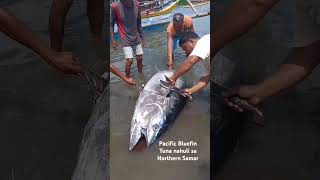 147 kls headless bluefin tuna nahuli sa Northern Samar [upl. by Johen955]