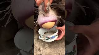 Egg 🥚 Peacock 🦚 shortvideo peacocks [upl. by Kristo200]