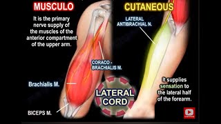 musculocutaneous nerve anatomy function and injury biceps muscle [upl. by Cleary337]