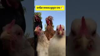 Kartik masa re kukuda dala DJ LAX sorts viralvideo funny [upl. by Lrac]