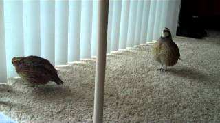 Male Bobwhite Quail Tries to Impress Female [upl. by Niveg579]