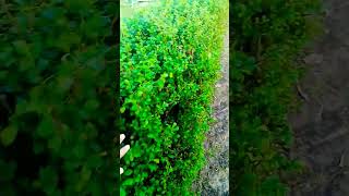 Green treegreentreebestphotoviral newsong music lovesong love song Israel putinvladimir [upl. by Meldoh]