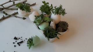 Eggshell Mini Succulent Garden [upl. by Harmonie]