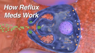 How do Reflux Medications Work Proton Pump Inhibitors H2 Blockers Alginates [upl. by Katz970]