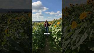 LOCAL Fall Festival Sunflower Garden amp Pumpkins stockerfarms snohomish pumpkin fall [upl. by Htederem]