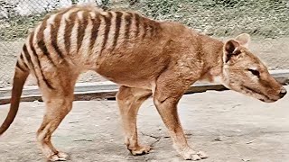 When did ThylacineTasmanian Tigers Really Become Extinct [upl. by Abner]