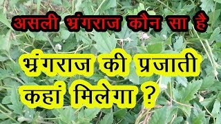 bhringraj plant Bhringraj ke Fayde in hindi भृंगराज का पौधा Bhringraj tree bhringraj ka podha [upl. by Nageet679]