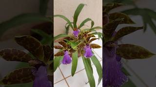 Orquídea Zygopetalum Blue Blazes 🥰 orquideasterrestres cultivodeorquideas floracaodeorquidea [upl. by Brander]