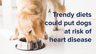 Popular Dog Food Diets Could Put Canines at Risk of Heart Disease [upl. by Freya]