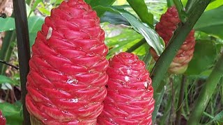 Shampoo Ginger Lily  Awapuhi  Natural Shampoo ginger plants viral [upl. by Perusse]