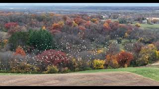 Snow Geese [upl. by Benco]