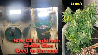 Timelapse budget grow  Seedstockers GorillaGlueAuto Seed to Harvest Cannabis [upl. by Alracal999]