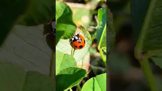 💕🌿🐞てんとう虫🐞🌿💕 [upl. by Jarv]