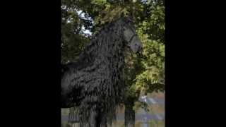 The Legendary FRIESIAN STALLION Frederik the Great [upl. by Hilaire]