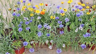 SEE How To GROW n CARE For Cornflower PERFECTLY [upl. by Aneg869]