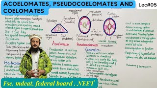 acoelomates pseudocoelomates and coelomates [upl. by Ahtelahs]