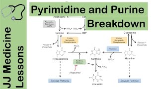 Purine and Pyrimidine Catabolism Pathway  Nucleotide Breakdown  Biochemistry Lesson [upl. by Wirth]