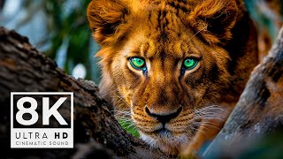 ANIMALS ON EARTH 8K ULTRA HD 60FPS  with Catchy Cinematic Music color dynamic [upl. by Emsoc]