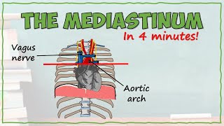 The Mediastinum [upl. by Housen]