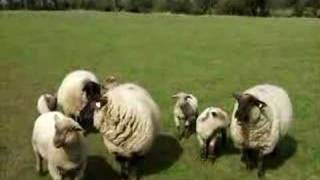 Sheep in Rathowen County Westmeath Ireland [upl. by Curt]