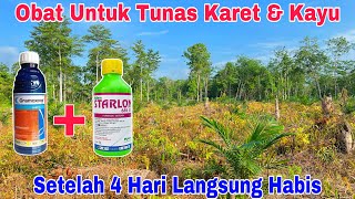 Hasil dari Obat Gramoxone  Starlon 4 Hari  Obat semprot untuk mematikan tunas karet dan tunas kayu [upl. by Annaohj]