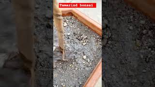 TAMARIND BONSAI tutorialsvideo monetization tamarindplant tamarindlovers [upl. by Aelahc]