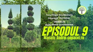 Totul despre tuia  Cum tundem Thuja Occidentalis Smaragd TUTORIAL VLOG  Plante ornamentale ep9 [upl. by Yecram]