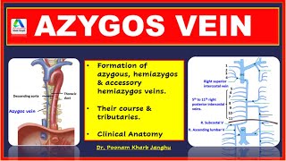 Azygous  Accessory Hemiazygos and Hemiazygos veins  Azygos vein anatomy [upl. by Eiwoh]