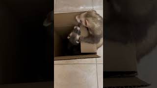 ferret animal pet [upl. by Karla]