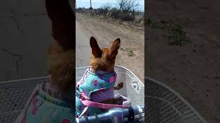 Chihuahua going for a ride in bike basket [upl. by England]