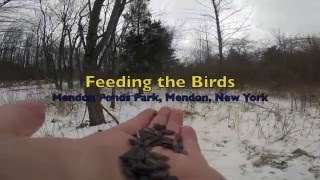 Bird Feeding at Mendon Ponds Park [upl. by Jonas]