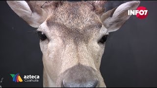 TAXIDERMIA OFICIO ARTESANAL QUE CON EL PASO DEL TIEMPO PUEDA DESAPARECER EXPERTOS [upl. by Assile]