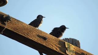 Common StarlingsSturnus Vulgaris [upl. by Raddatz]