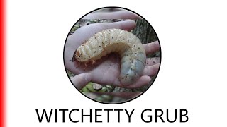 WITCHETTY GRUB [upl. by Ymme]