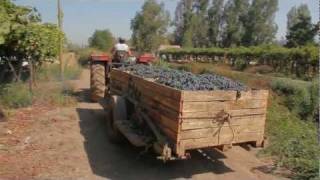 Frontera Wines Harvest [upl. by Leitman]