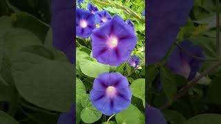 Ipomoea purpurea flower plant [upl. by Nylorac]