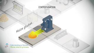 Maize starch process [upl. by Tevlev]