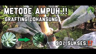 Tutorial Grafting bonsai Lohansung [upl. by Yesnyl48]