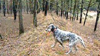 quail hunting in greenwood state forest nj 004 [upl. by Notnil]