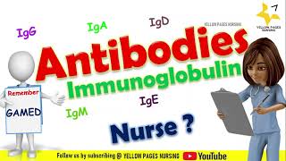 Antibody Ab or immunoglobulin Ig  IgG IgA IgM IgE IgD [upl. by Nayb]