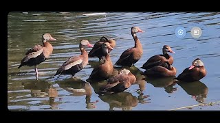 Black Bellied Whistling Ducks in Morning Sunlight [upl. by Sokcin]